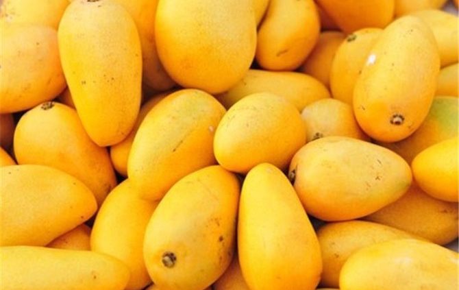 انبه زاهدان